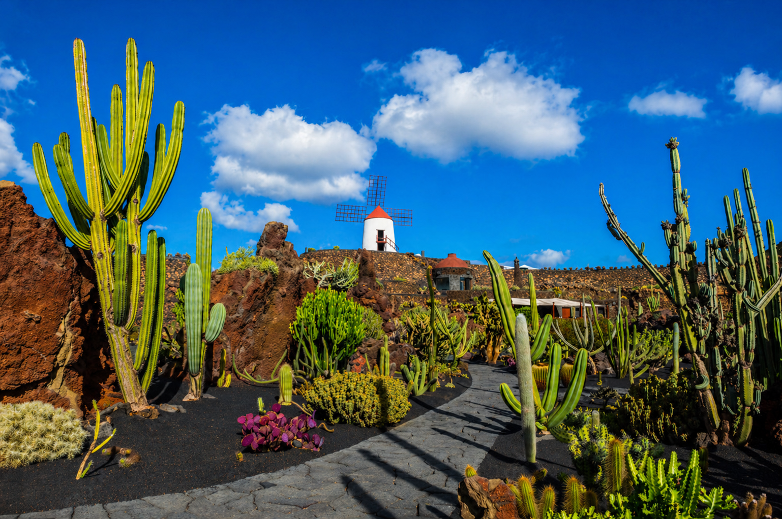 Cactus Garden in Lanzarote with windmill and volcanic rocks